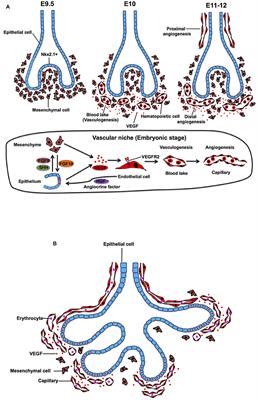 Vascular Niche in Lung Alveolar Development, Homeostasis, and Regeneration